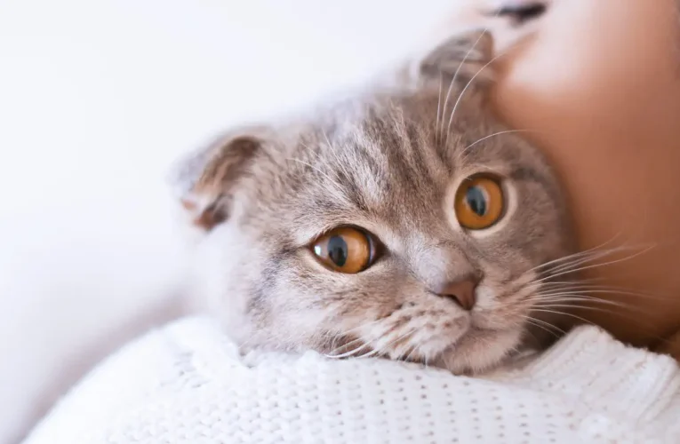 15 Best Cat Breeds for Every Type of Pet Owner