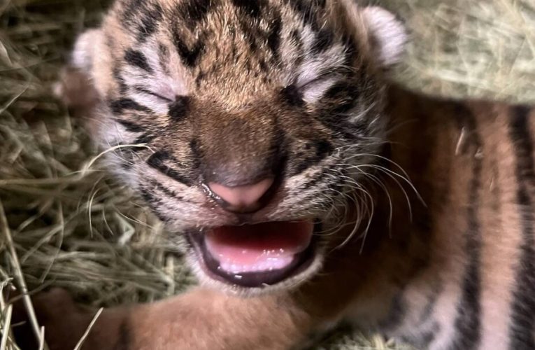 San Diego Zoo Celebrates Birth of Sumatran Tiger Cub–Contributing Genetic Diversity to Species with 600 Remaining in Wild