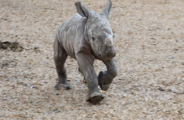 Baby Rhino Adorable Footage of Southern White Calf Born in Aussie Zoo